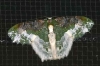 Eucyclodes semialba 
